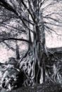 Enchanted tree